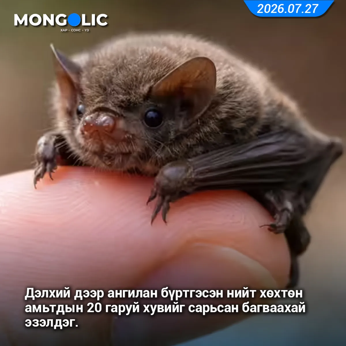Дэлхий дээр ангилан бүртгэсэн нийт хөхтөн амьтдын 20 гаруй хувийг сарьсан багваахай эзэлдэг.