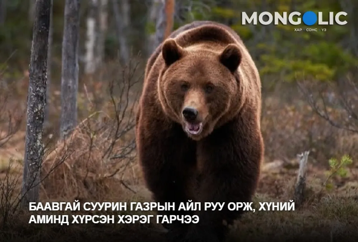 Баавгай суурин газрын айл руу орж, хүний аминд хүрсэн хэрэг гарчээ